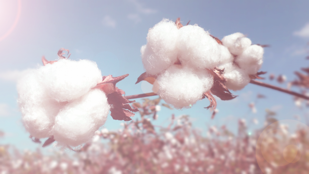 Salesworxs Wins Egyptian Cotton™ Global Branding Project